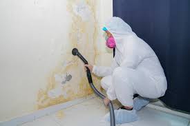 Reliable Colorado City, AZ Mold Prevention & Removal  Solutions